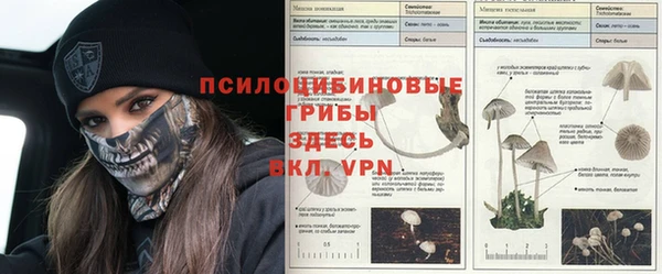 прущие грибы Абдулино